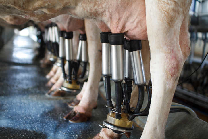 Dairy Services with Dynamic Milking Parlour testing