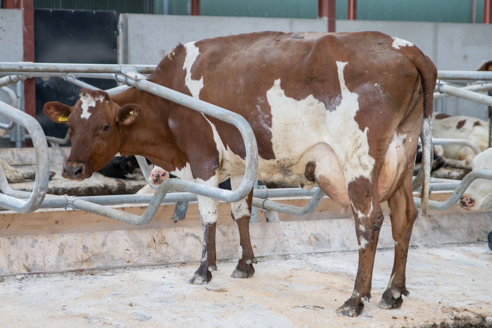 Parklands Farm (Web) 028