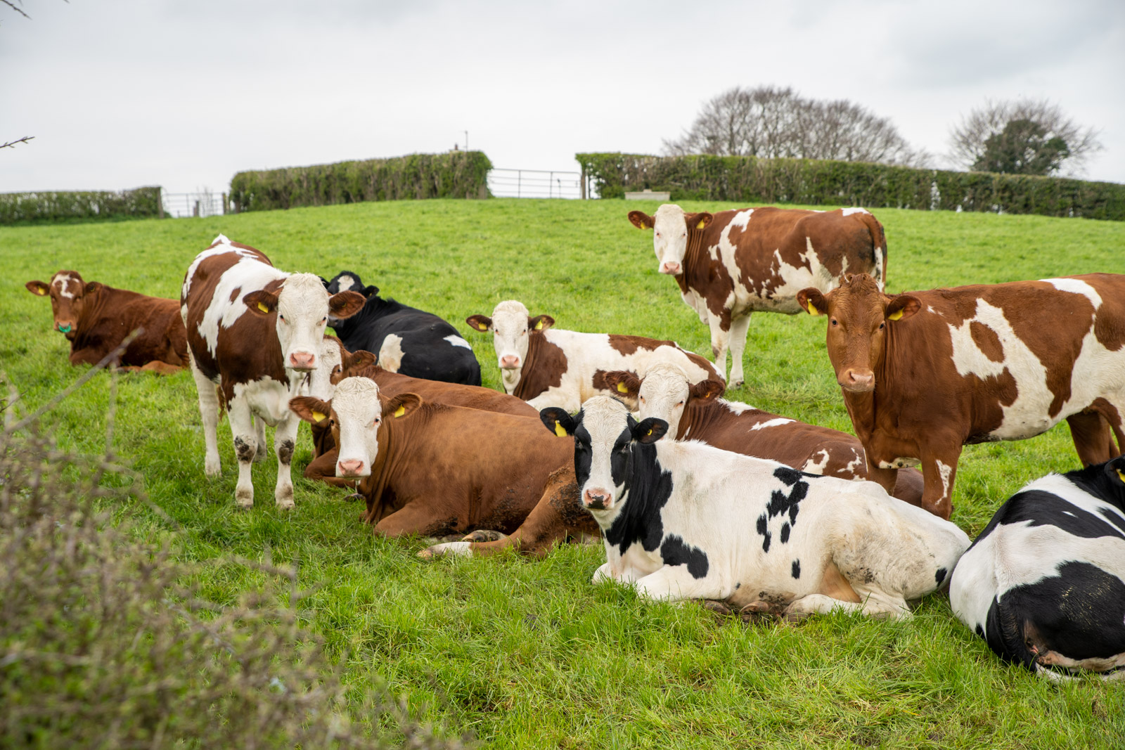 Parklands Farm (Web) 043