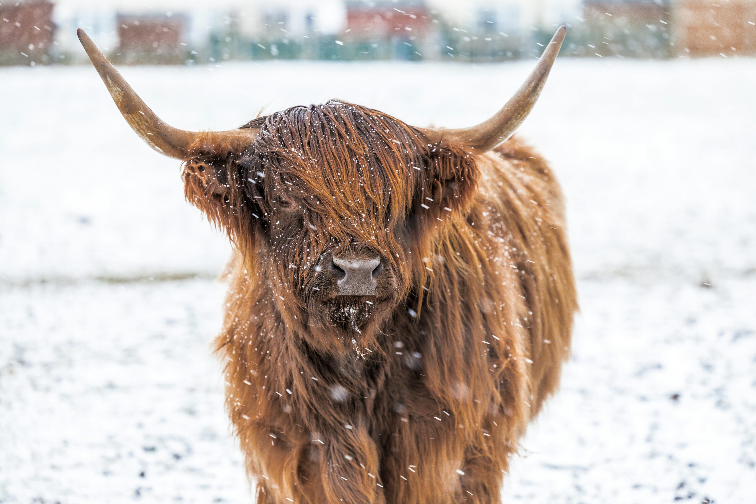 Highland cow winter