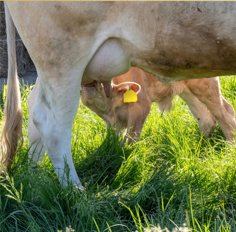 calf suckle